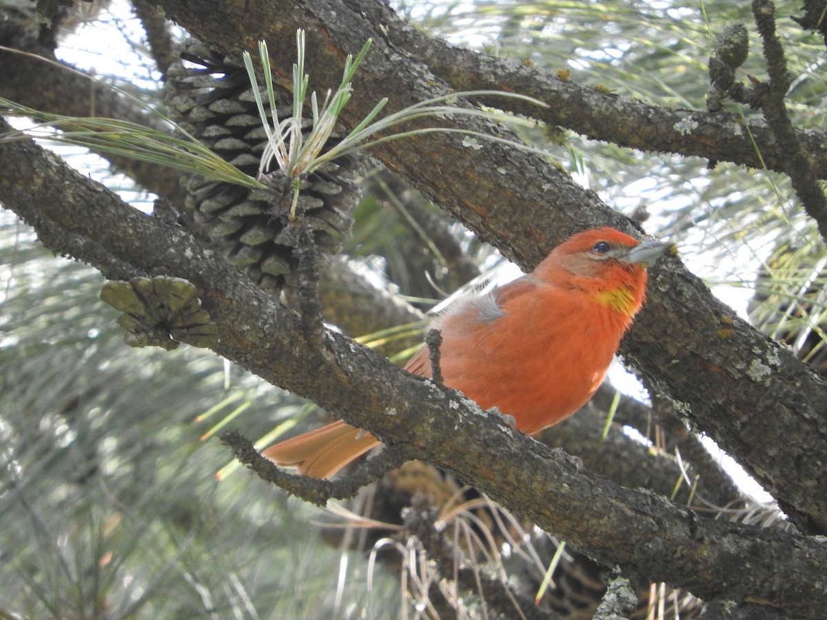 Hepatic Tanager (Northern) - ML617033577