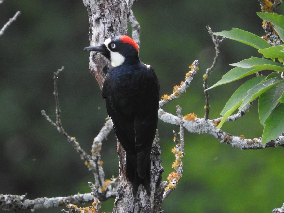 Acorn Woodpecker - ML617033609