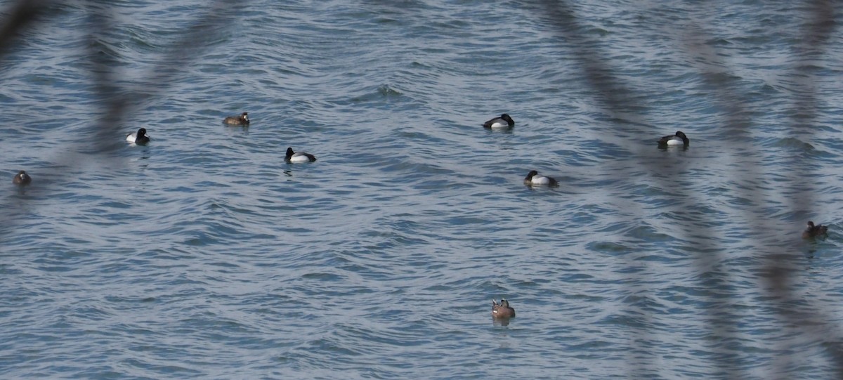 Greater Scaup - ML617033698