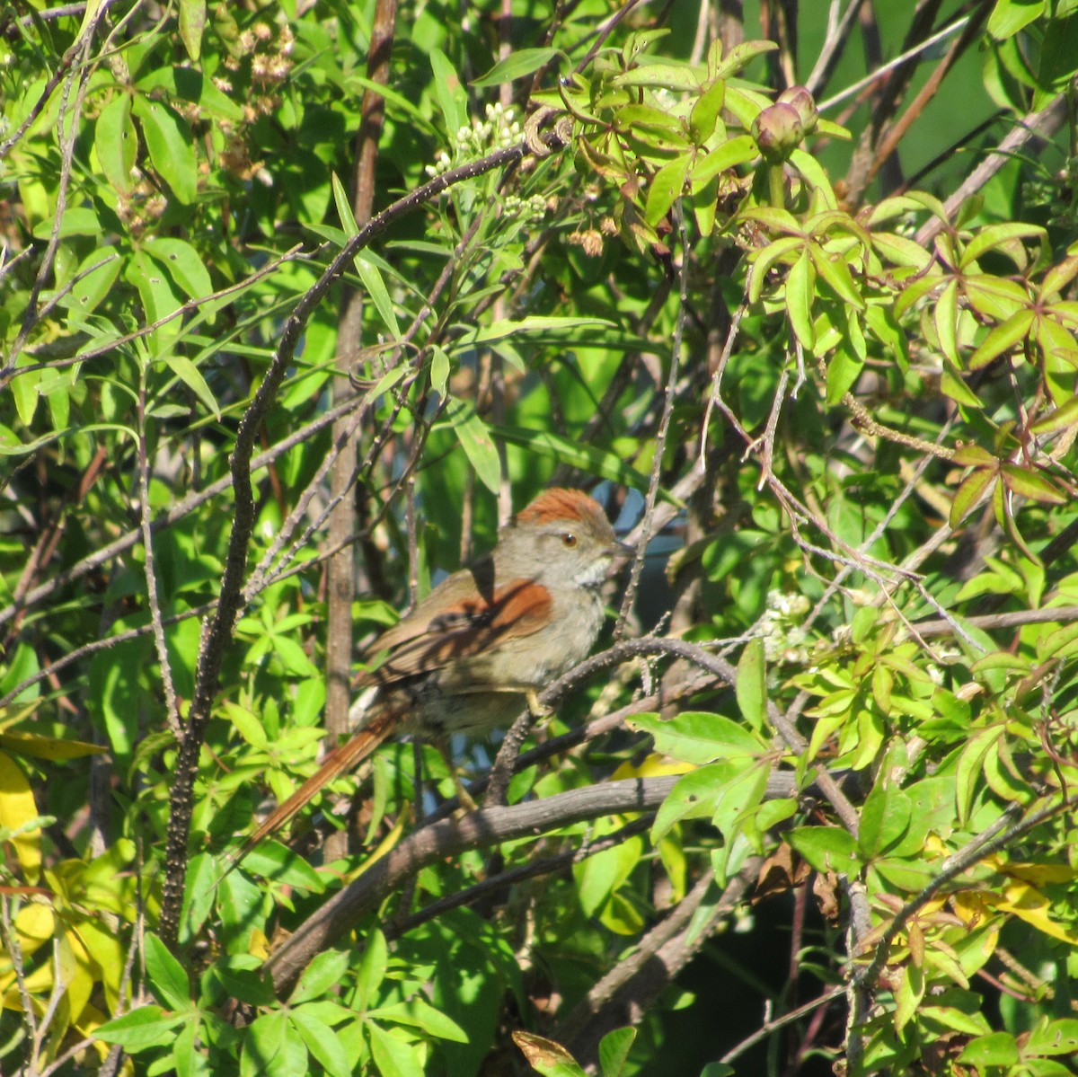 Sooty-fronted Spinetail - ML617033742