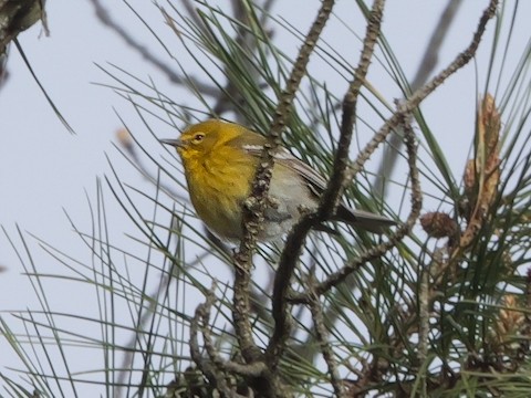 Pine Warbler - Roger Horn