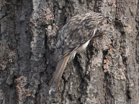 Brown Creeper - Roger Horn