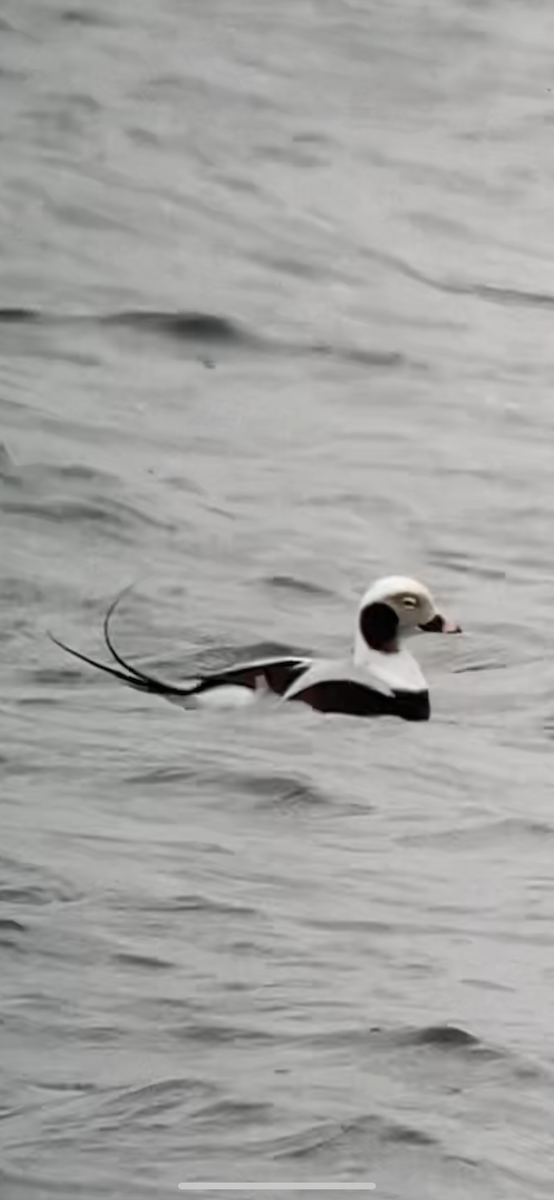 Long-tailed Duck - ML617033885