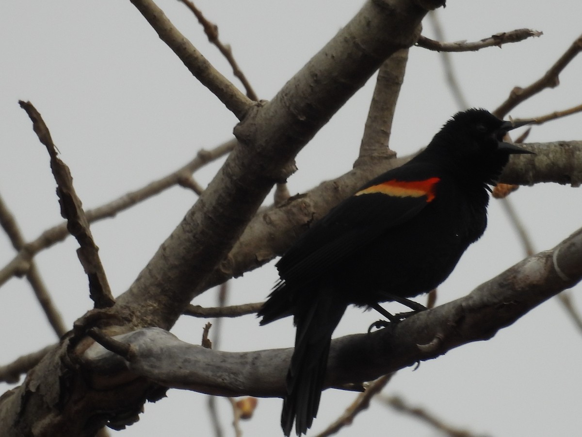 Red-winged Blackbird - ML617034075