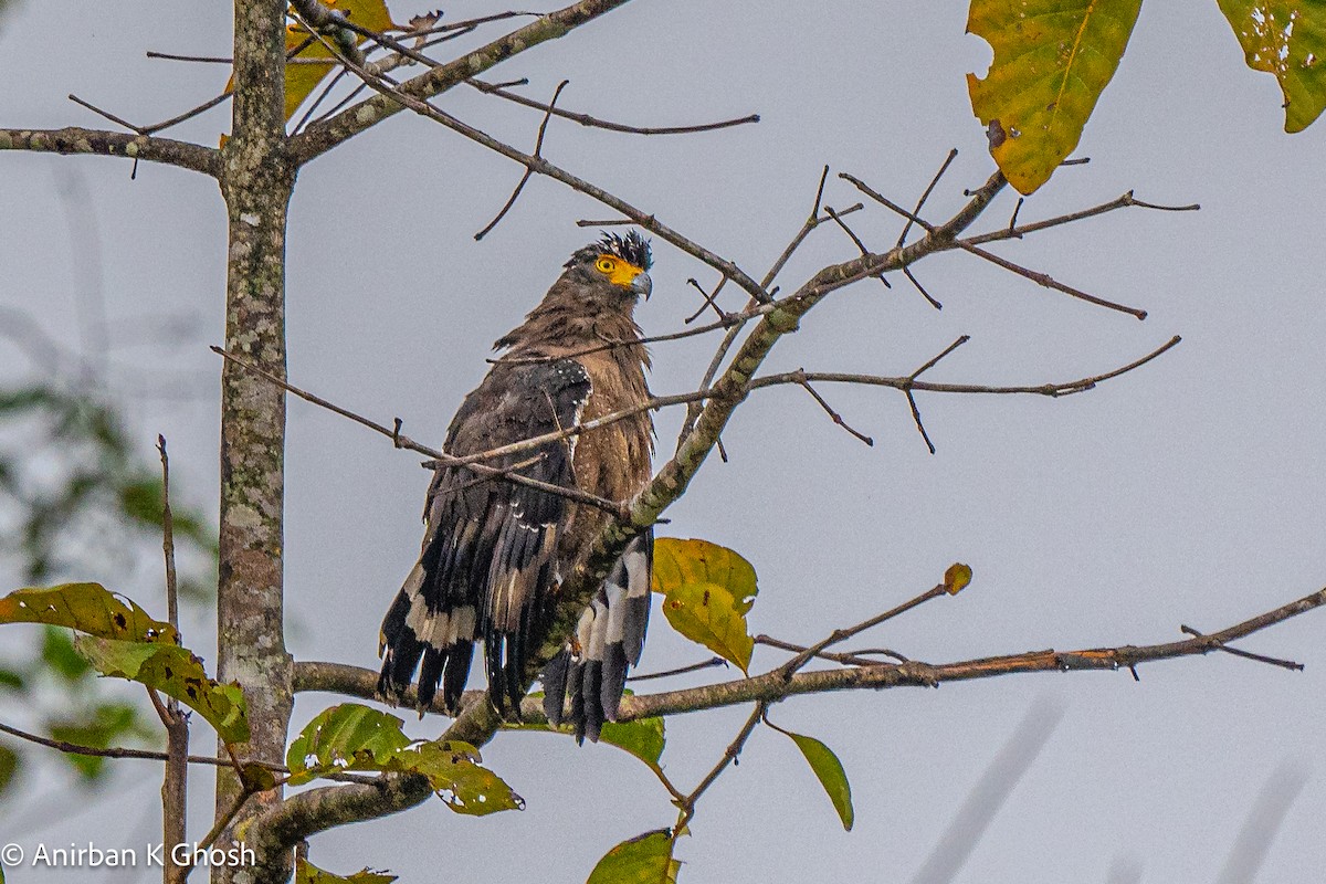 Crested Serpent-Eagle - ML617034085