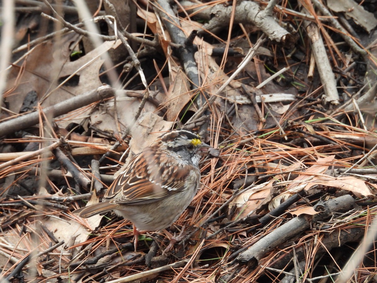 White-throated Sparrow - ML617034142