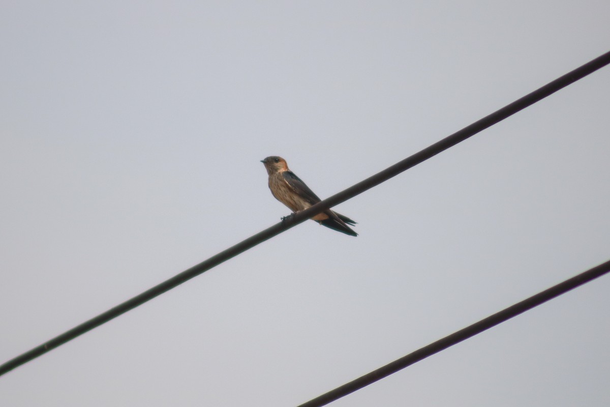 Red-rumped Swallow (Red-rumped) - ML617034172