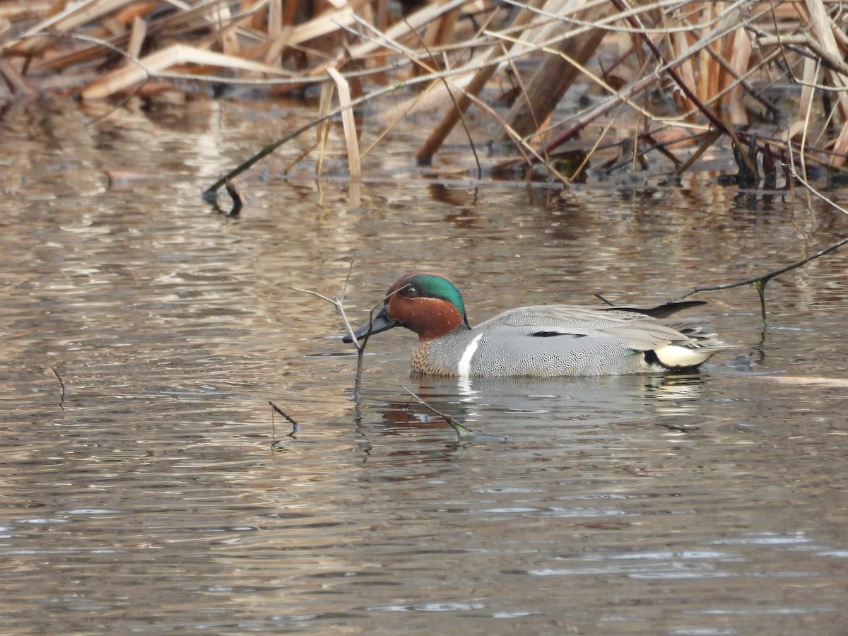 Green-winged Teal - ML617034192