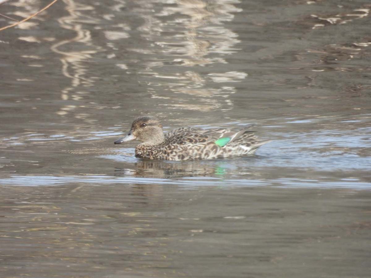 Green-winged Teal - ML617034223