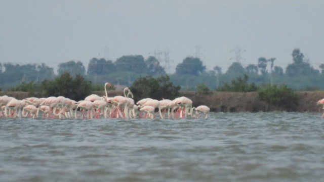 Greater Flamingo - ML617034264