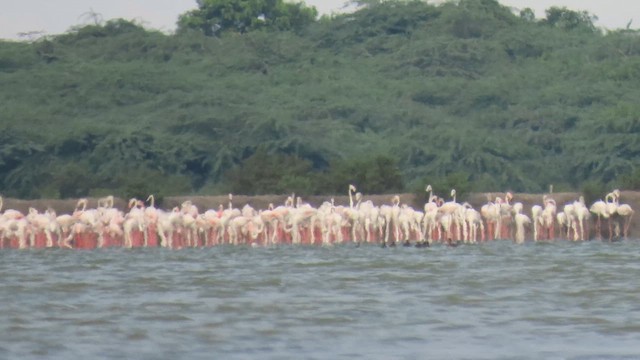 Greater Flamingo - ML617034327