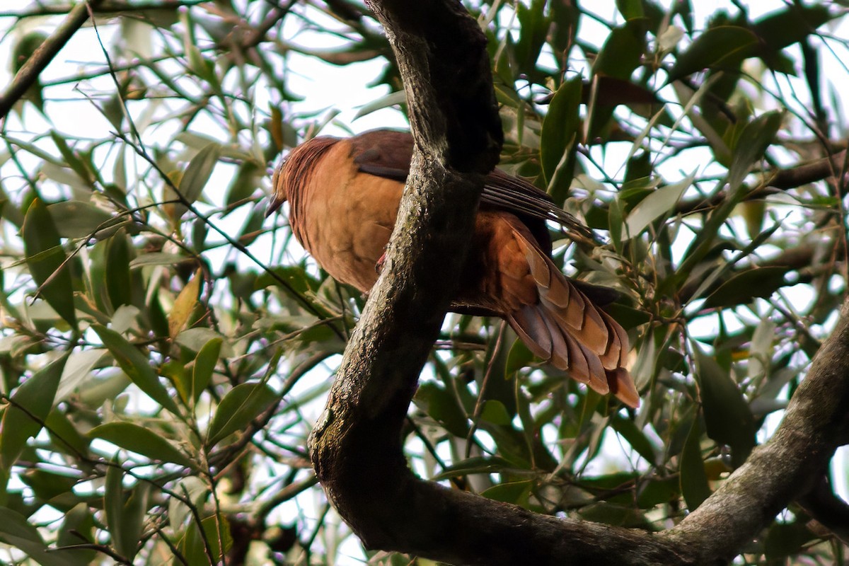 Brown Cuckoo-Dove - ML617034558