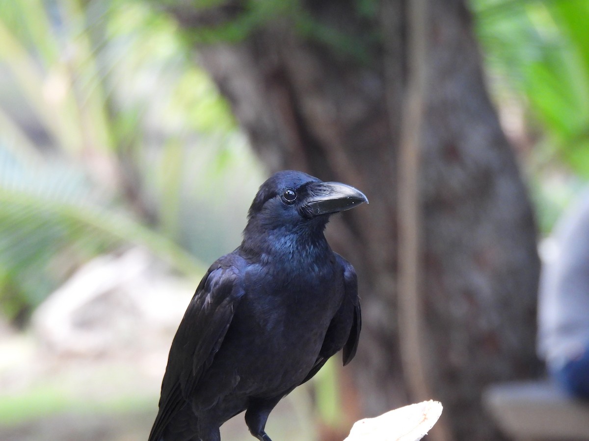 Large-billed Crow - ML617034658