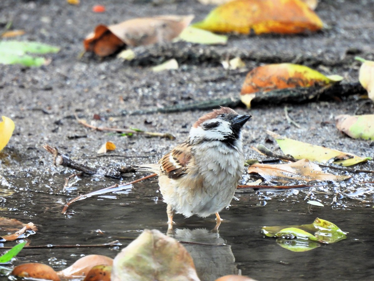 Eurasian Tree Sparrow - Paulo Baptista