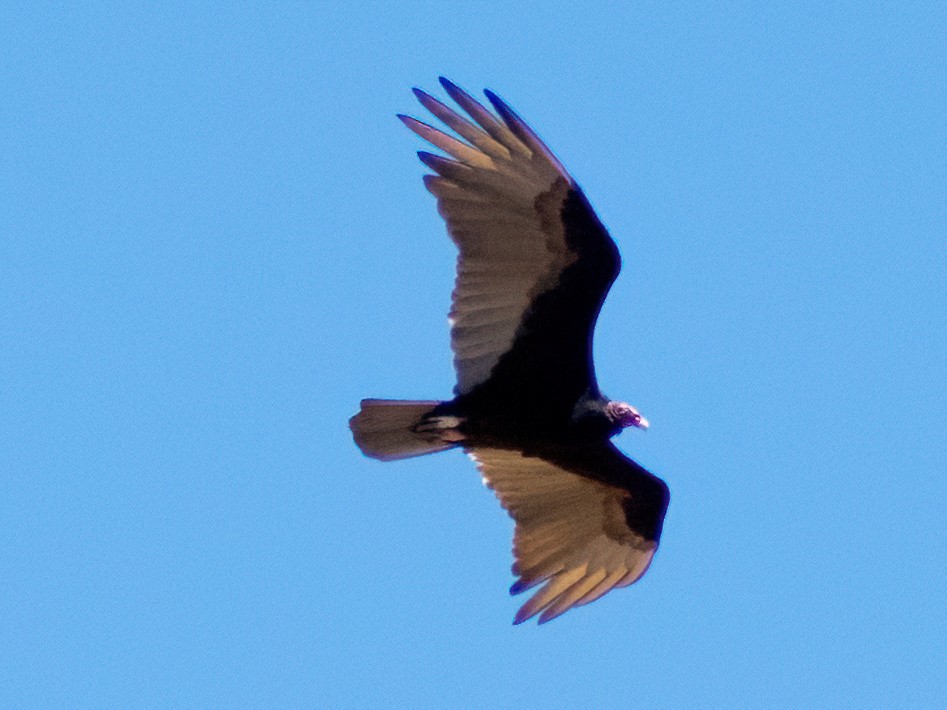 Black Vulture - ML617034950