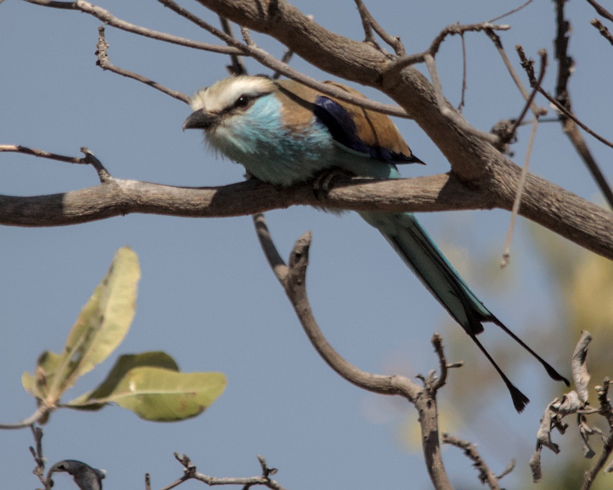 Racket-tailed Roller - ML617034953