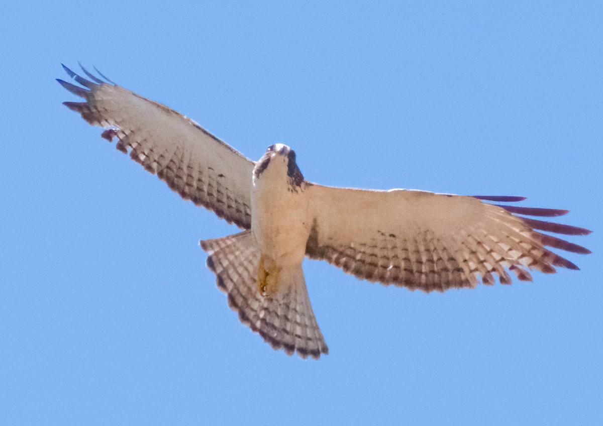 Short-tailed Hawk - Greg Darone