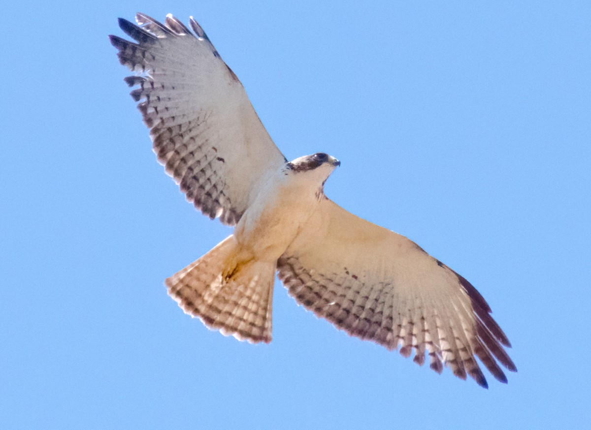 Short-tailed Hawk - ML617034967