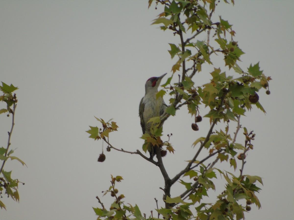Iberian Green Woodpecker - ML617034998
