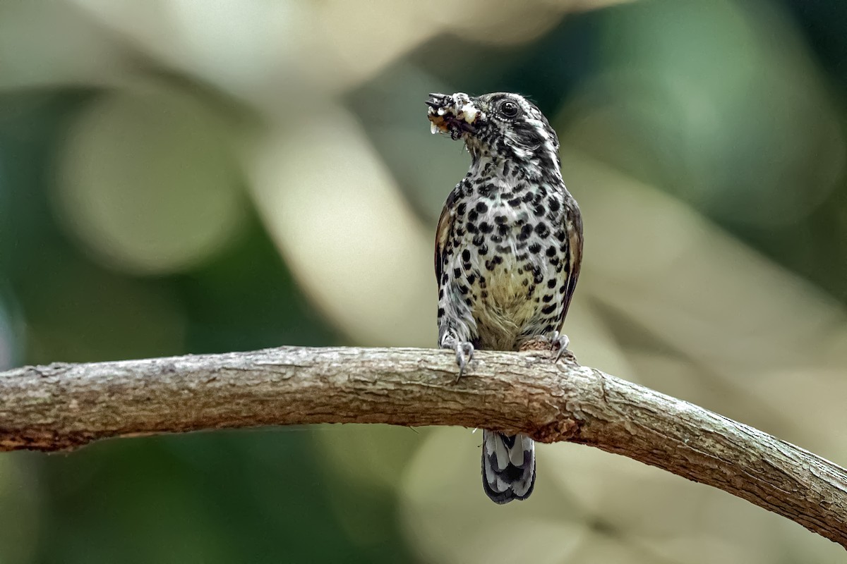 Speckled Piculet - ML617035028