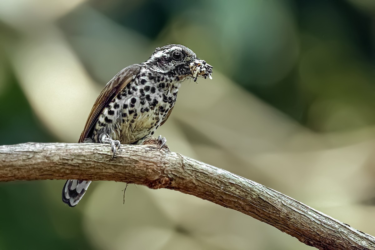Speckled Piculet - ML617035029
