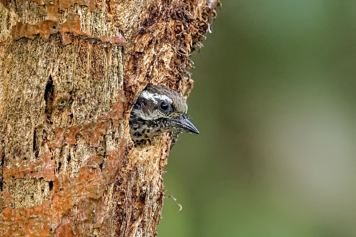 Speckled Piculet - ML617035032