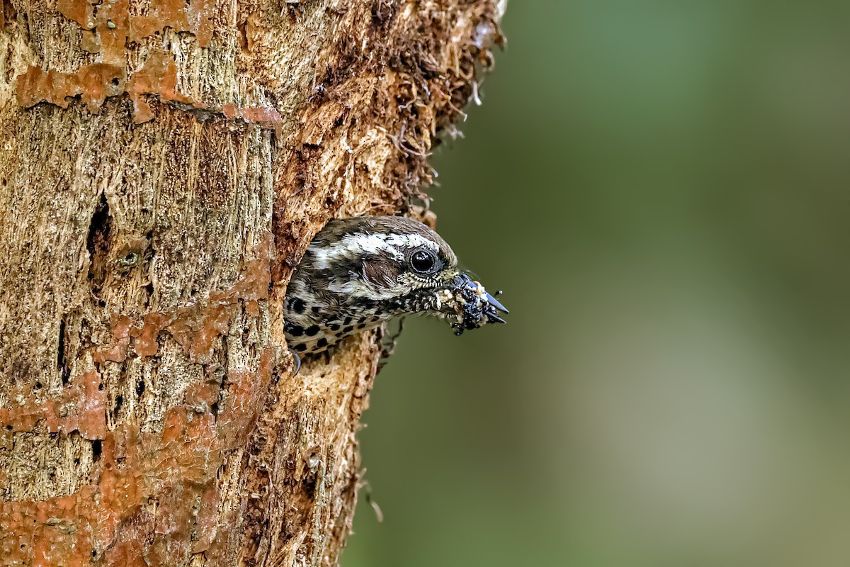 Speckled Piculet - ML617035035