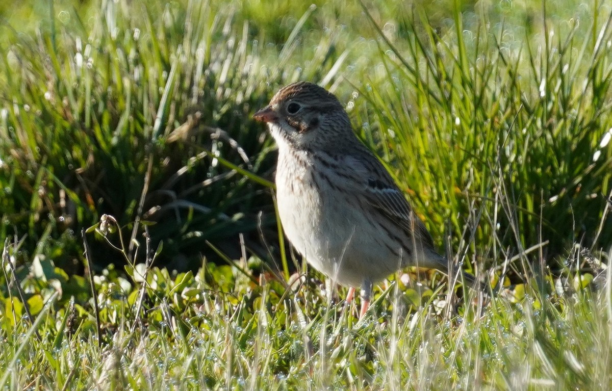 Vesper Sparrow - ML617035044