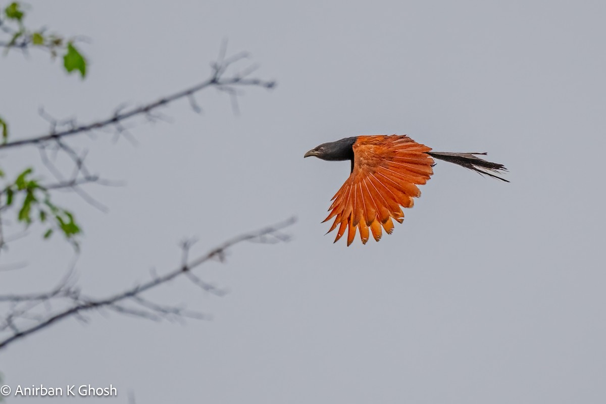 Greater Coucal - ML617035120