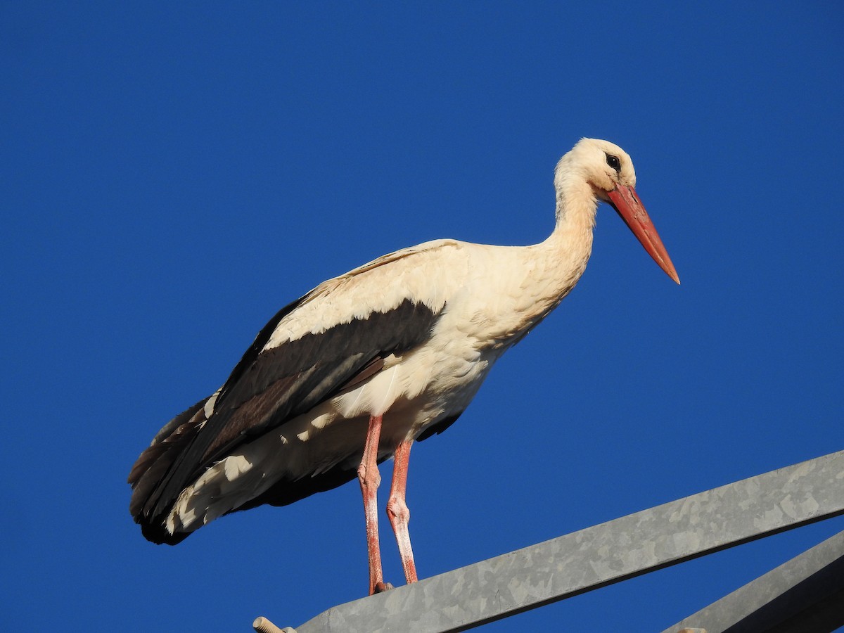 White Stork - Aris Vouros