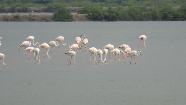 Greater Flamingo - ML617035176
