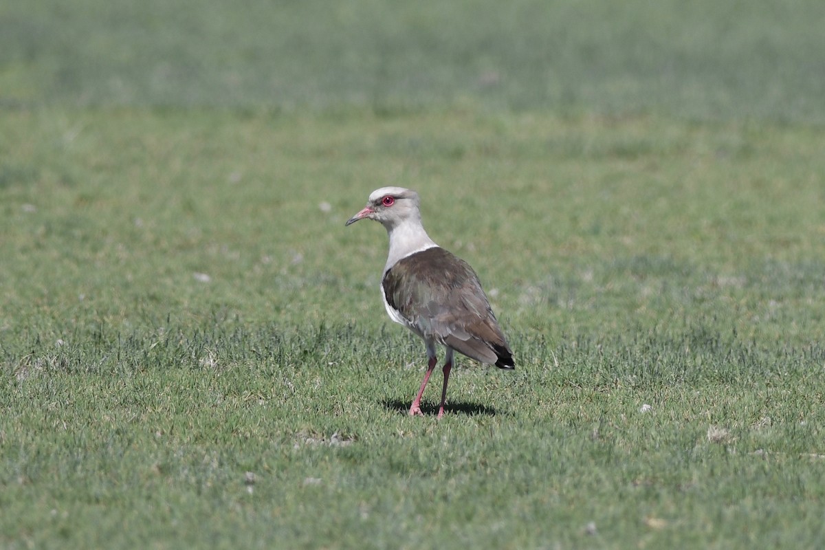 Andean Lapwing - ML617035196