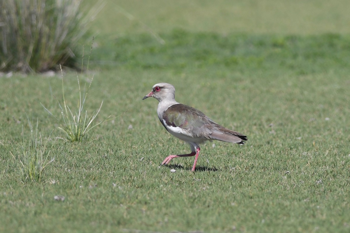 Andean Lapwing - ML617035213