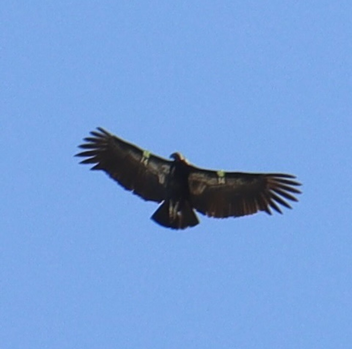 California Condor - ML617035226