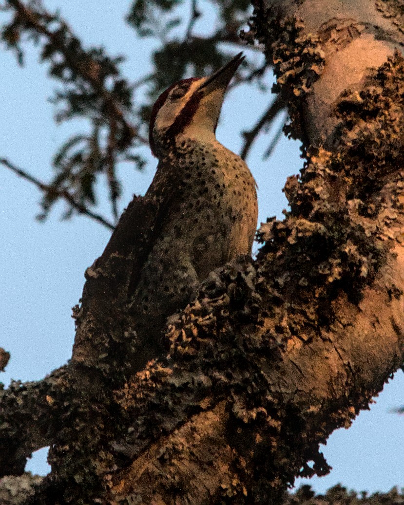 Bennett's Woodpecker (Bennett's) - ML617035233