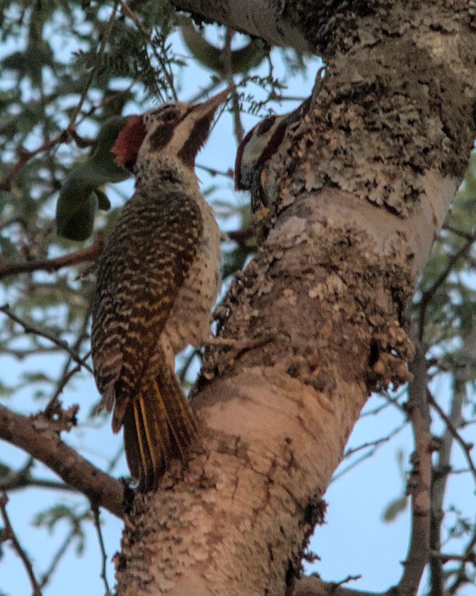 Bennett's Woodpecker (Bennett's) - ML617035234