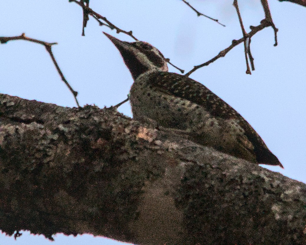 Bennett's Woodpecker (Bennett's) - ML617035235