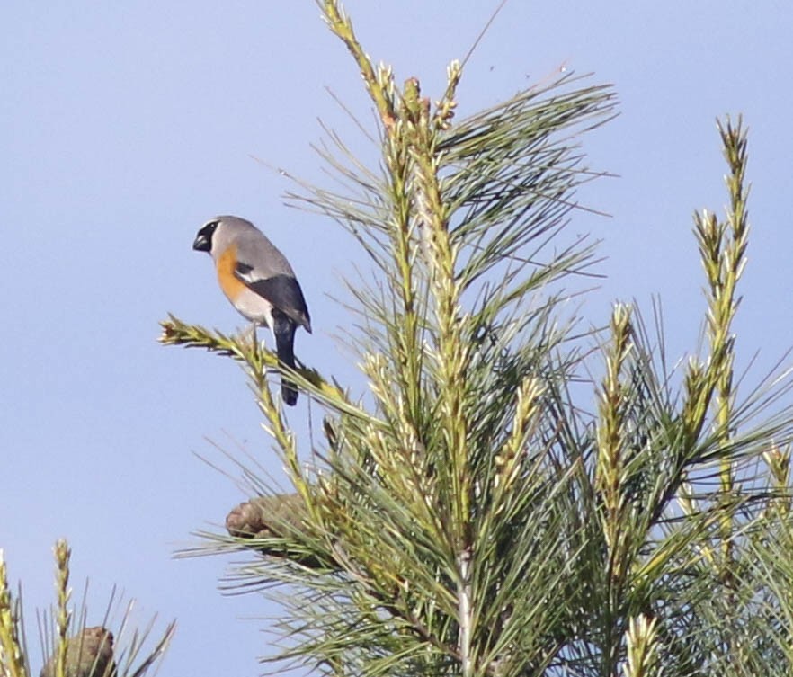 Gray-headed Bullfinch - ML61703531