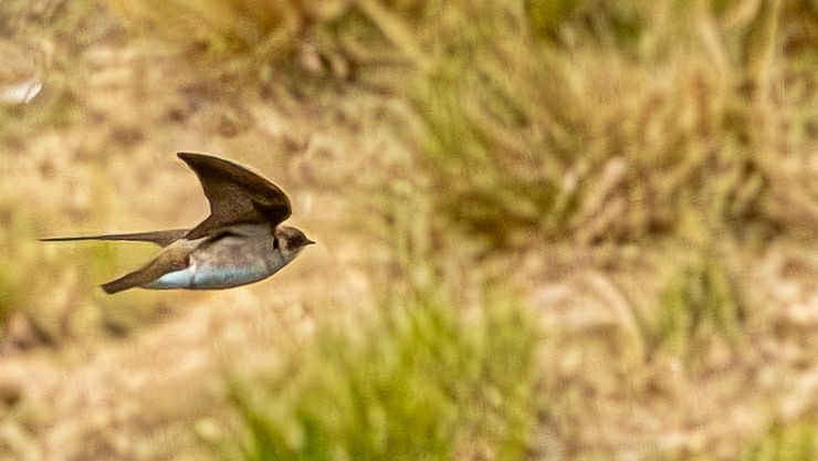Northern Rough-winged Swallow - ML617035356
