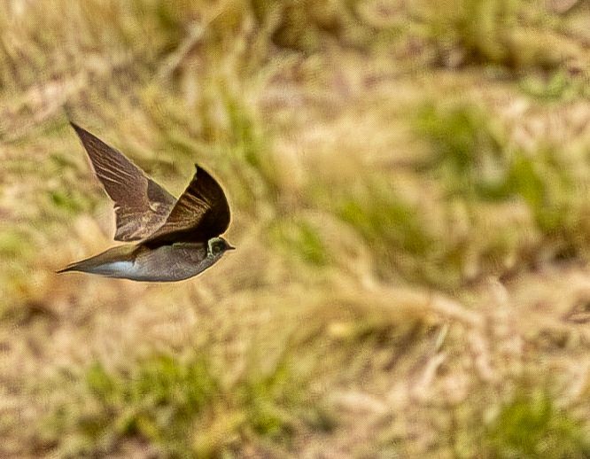 Northern Rough-winged Swallow - ML617035359
