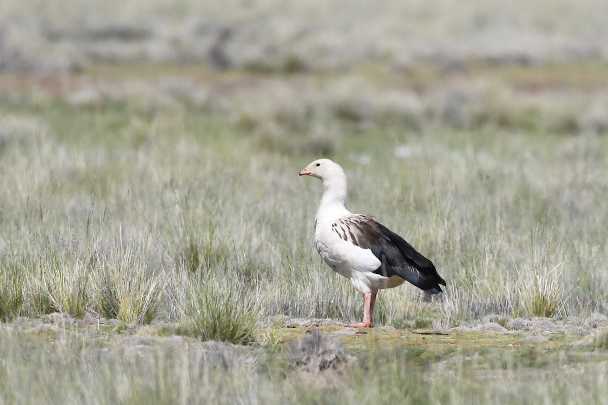 Andean Goose - ML617035378