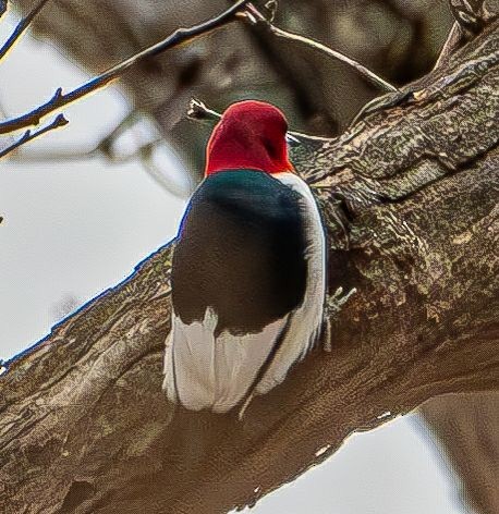 Red-headed Woodpecker - ML617035420
