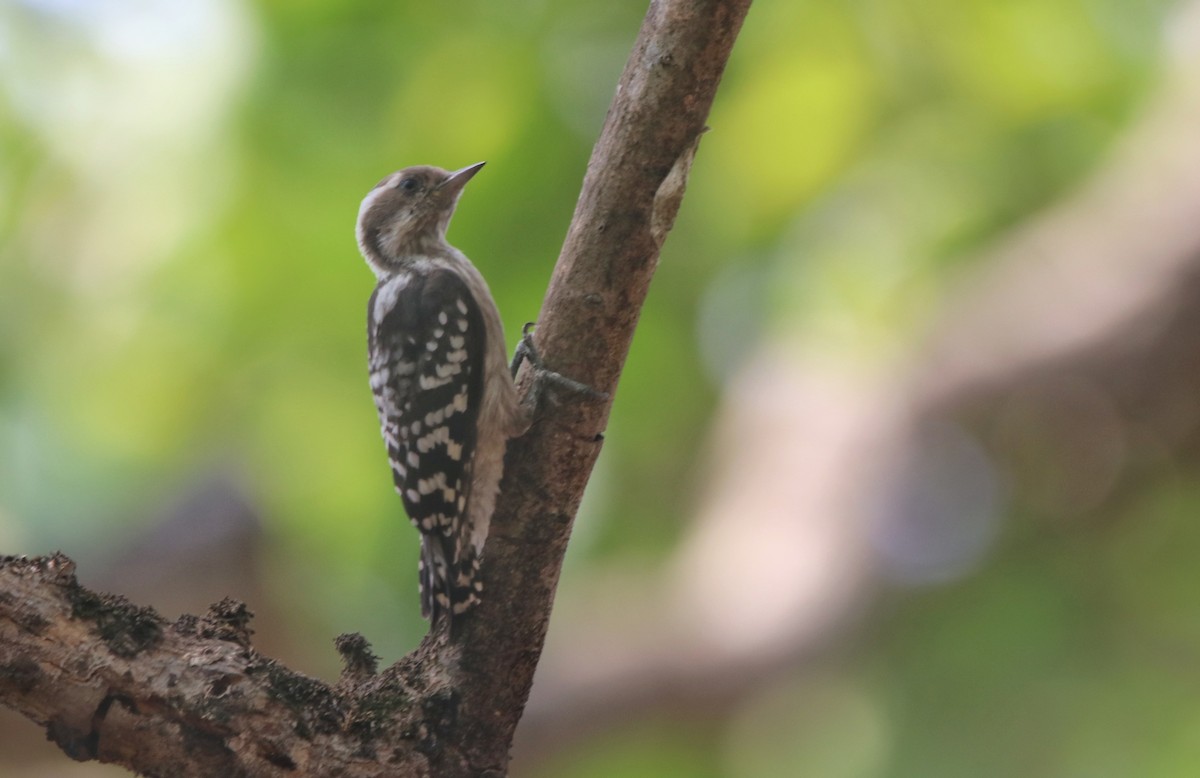 Brown-capped Pygmy Woodpecker - ML617035490