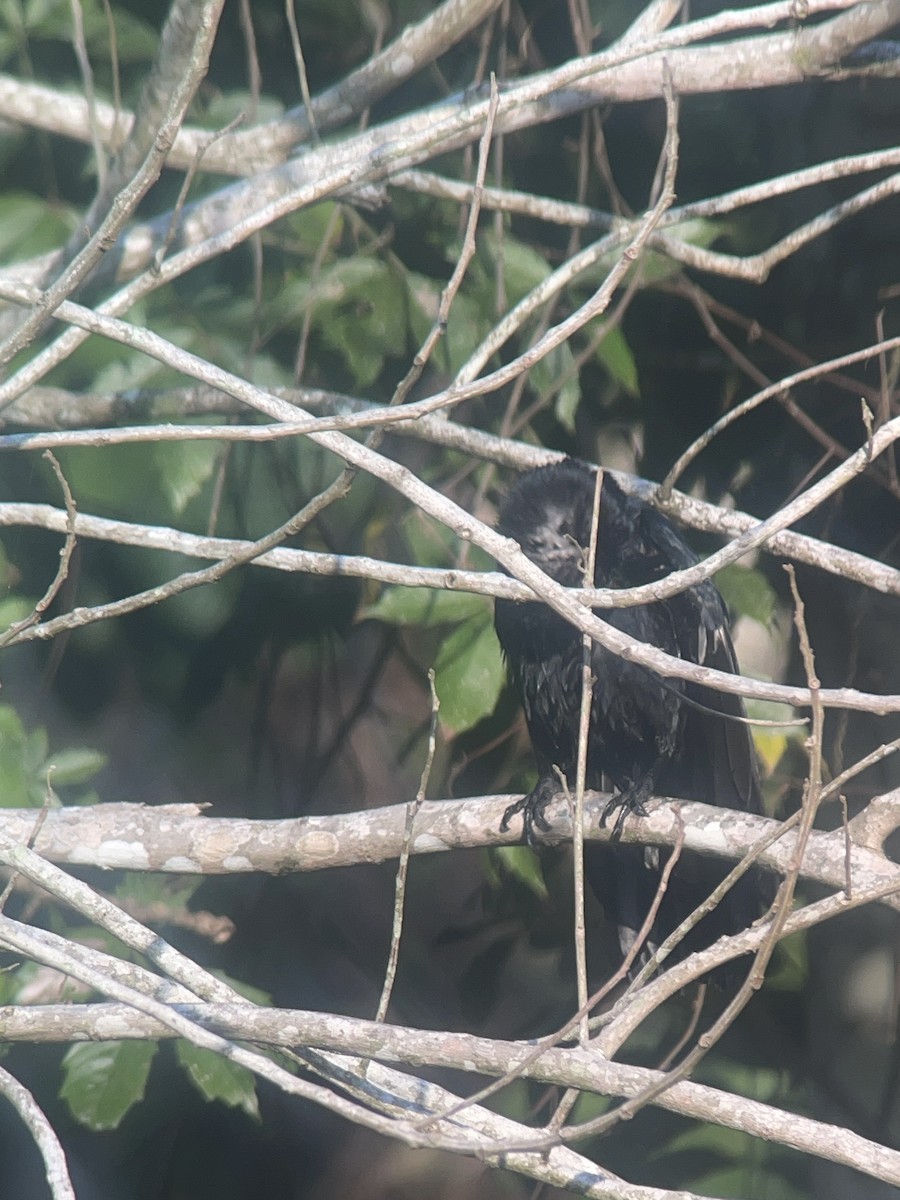 White-necked Crow - ML617035678