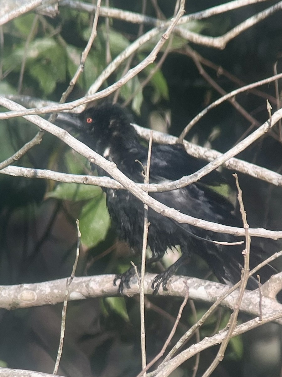 White-necked Crow - ML617035679