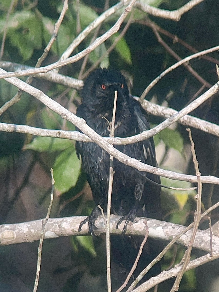 White-necked Crow - ML617035680