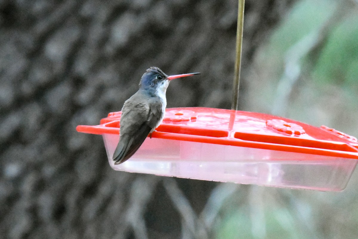 Violet-crowned Hummingbird - JJ Furuno