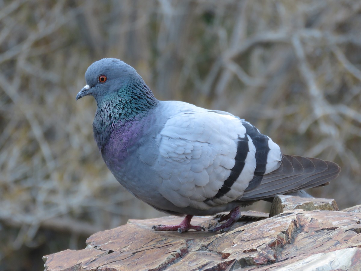 Rock Pigeon (Wild type) - ML617035784