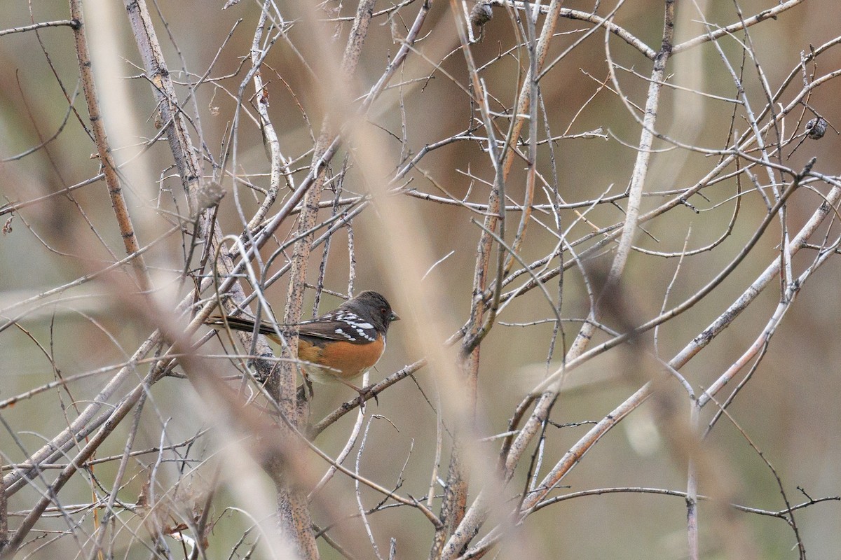 Spotted Towhee (maculatus Group) - ML617035915