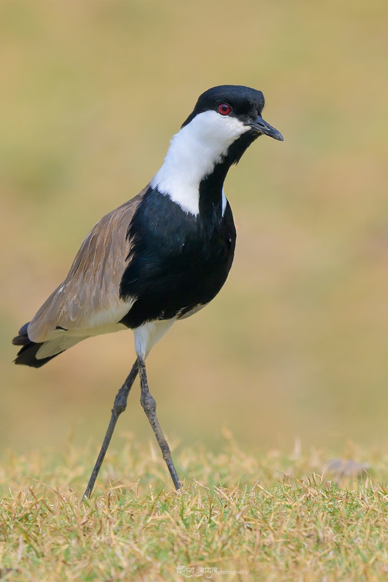 Spur-winged Lapwing - ML617036069
